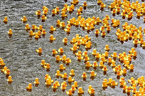 The great Rubber Duck Race